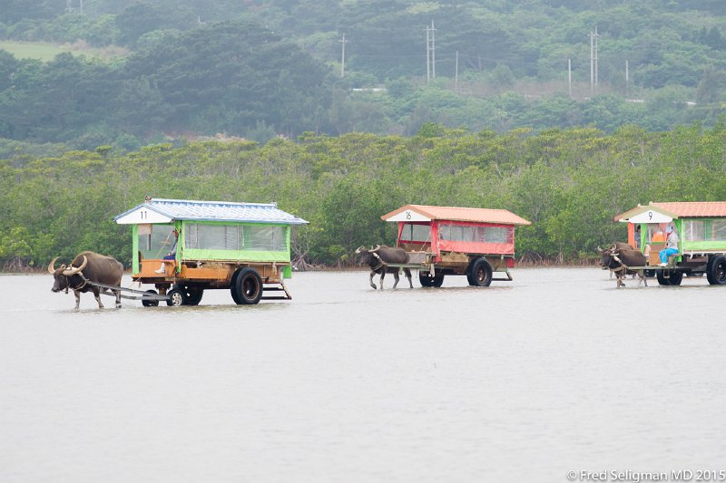 20150322_131817 D3S.jpg - Ishigaki